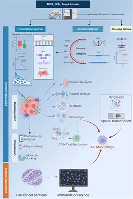 JMJD8 Is an M2 Macrophage Biomarker, and It Associates With DNA Damage Repair to Facilitate Stemness Maintenance, Chemoresistance, and Immunosuppression in Pan-Cancer